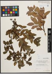 Foto von Salix waldsteiniana Willd.